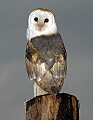 DSC_3365 barn owl 8.5x11.jpg