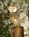 DSC_3373 barn owl 8.5x11.jpg