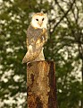 DSC_3380 barn owl 8.5x11.jpg