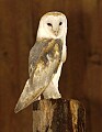 DSC_3387 barn owl 8.5x11.jpg