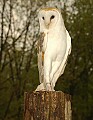 DSC_3412 barn owl 8.5x11.jpg