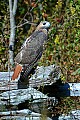 DSC_7283 red tailed hawk.jpg