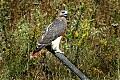 DSC_7313 red tailed hawk.jpg