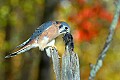 DSC_7462 american kestral with mouse.jpg