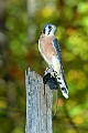 DSC_7474 american kestral.jpg