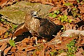 DSC_7519 broad winged hawk.jpg