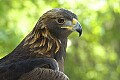 DSC_7519 golden eagle.jpg