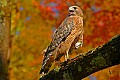 DSC_7568 broad winged hawk.jpg