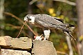 DSC_7607 peregrine falcon.jpg