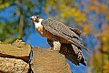 DSC_7643 peregrine falcon.jpg