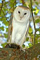 DSC_7656 barn owl with mouse.jpg