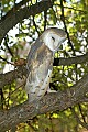 DSC_7674 barn owl.jpg