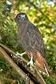 DSC_7680 Harlan-Red-tailed Hawk.jpg