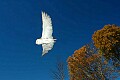 DSC_7699 Barn Owl-Twister- flying.jpg