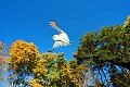 DSC_7704 Twister-Barn Owl flying.jpg