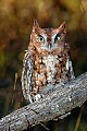 DSC_7733 screech owl.jpg