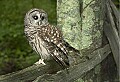 DSC_7998 barred owl on fence post.jpg