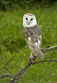 DSC_8012  Barn Owl on branch.jpg