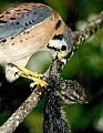 DSC_8036 american kestral with chipmunk.jpg