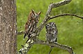 DSC_8063 screech owls working.jpg