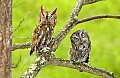 DSC_8068 screech owls.jpg