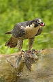 DSC_8114 peregrine and quail food.jpg