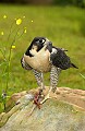 DSC_8139 peregrine falcon.jpg