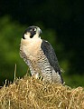 DSC_8200 peregrine falcon.jpg