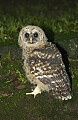 DSC_8210 released barred owl fledgling--Kanawha State Forest.jpg