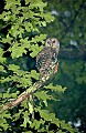 DSC_8221 released barred owl.jpg