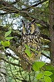 DSC_8815 long earred owl from workshop.jpg