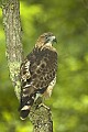 DSC_8857 broad winged hawk.jpg