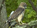 DSC_8862 broad winged hawk.jpg