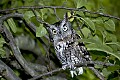 DSC_8916 screech owl-- dark phase.jpg