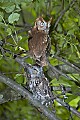 DSC_8985 screech owls.jpg