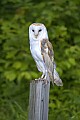 DSC_9056 barn owl on post.jpg