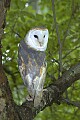 DSC_9066 barn owl.jpg