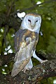 DSC_9091 barn owl.jpg