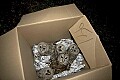 DSC_9112 5 barred  owls ready for release.jpg