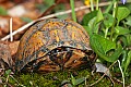 _MG_0397 eastern box turtle.jpg