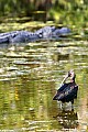 _MG_0492 glossy ibis and alligator.jpg