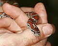 _MG_4802 milk snake.jpg