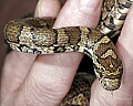 _MG_4813 milk snake.jpg