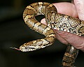 _MG_4815 milk snake.jpg