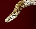 _MG_4823 milk snake.jpg