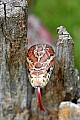 _MG_5561 corn snake.jpg