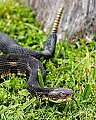 _MG_5605 timber rattlesnake.jpg