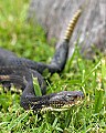 _MG_5619 timber rattlesnake.jpg