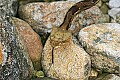 _MG_5788 timber rattlesnake (triangular head).jpg