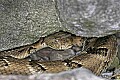 _MG_5791 timber rattlesnake 2.jpg